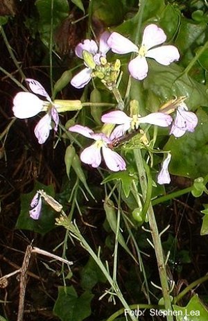 weißblütige Form