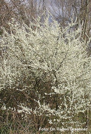  Strauch in Blüte 
